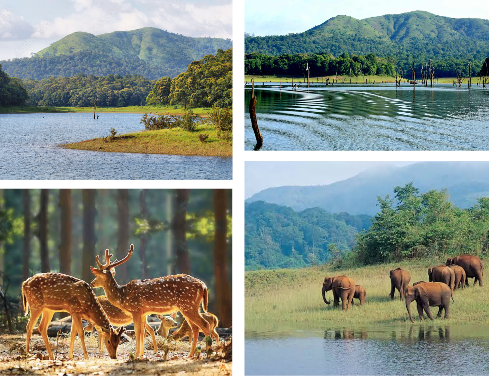 Thekkady sightseeing taxi Kerala for Periyar lake boating and wildlife tour